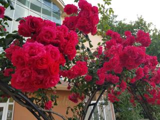 Family Hotel Magnolia - Sunny Beach - 9