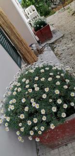 Il Giardino di Maura - Aemme2 - Recanati - 4