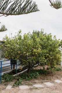 Minas Farm Cottage - Kato Gouves - 4