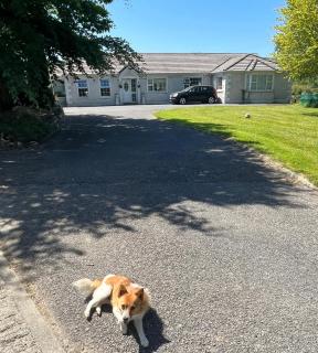 graiguenamanagh Homestay - Graiguenamanagh - 0