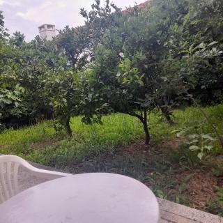 Mir - Petrovac na Moru - 1