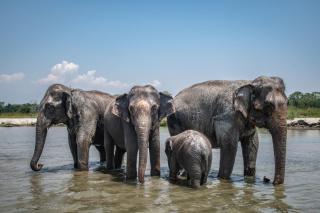 Tiger Tops Tharu Lodge - 4