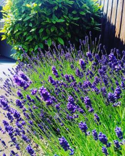Ferienwohnung Lavanda - Rust - 8