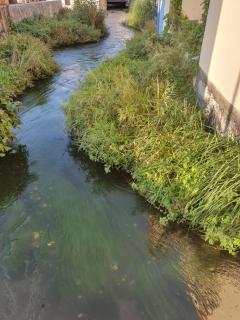 Les berges du moulin - Ensisheim - 7