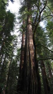 Redwood Castle vacation apartment - Leggett - 8