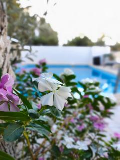 ATHERİNA BUTİK OTEL - Kas - 0