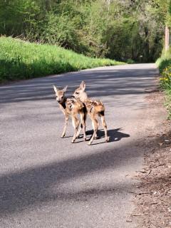 Studio entre Lac et Montagnes Evian - Lugrin - Lugrin - 3