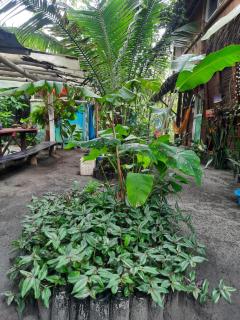Raices Mompiche - Mompiche - 8