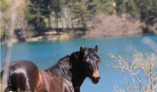 La casa di Amelia - 0