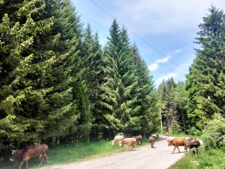Poiana Sașilor - Valea Doftanei - 1