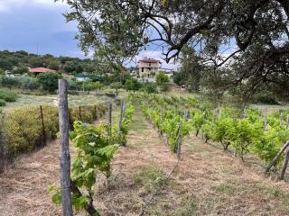Astri Villa - Ierissos - 3