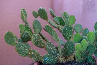 GRANELLI DI SABBIA - 7