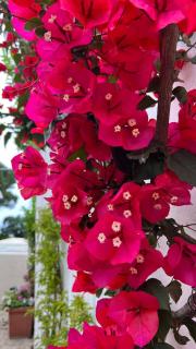 Hotel Victoria Place - Anacapri - 7