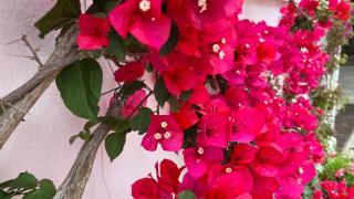 Hotel Victoria Place - Anacapri - 8
