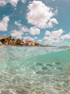 Curacao Avila Beach Hotel - 4