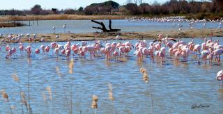 La Palmeraie - Istres - 1