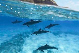 Cottage Nene - Mountains, Beaches, Tropical Garden, Pool & Gym - 1