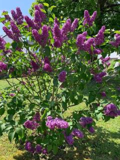 Appartement au centre d'une ville historique. - 2