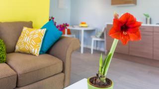 Bubali Bliss Studios - Palm-Eagle Beach - 9