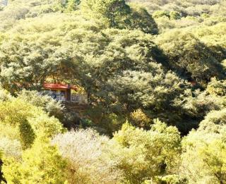 Cabaña El Encino II En Real del Monte - 3