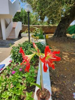Casa Vacanza Maria Antonieta - Marina di Camerota - 6