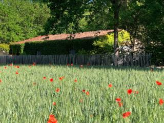 Gîtes de Charme "LE BIBENDÔME" et "LES MOTS BLEUS en pleine forêt - Cause-de-Clérans - 3