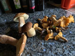 Gîtes de Charme "LE BIBENDÔME" et "LES MOTS BLEUS en pleine forêt - 8