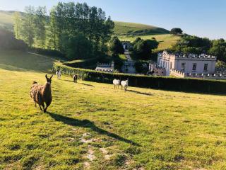 Lapin Cottage - Long Bredy - 1