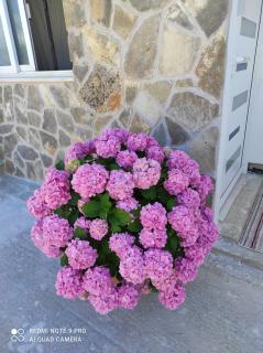 Apartman Lucia - Bilice - 2