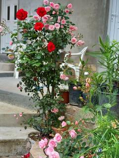 Apartman Turkana 2 - 1