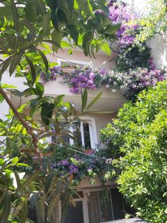 Flowers Guesthouse - Tirana - 4
