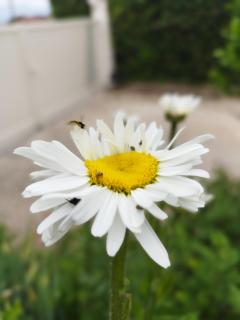 Chalet La Bachole - Charancieu - 4