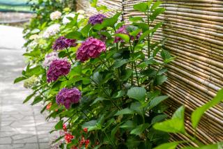 Villa La Natura (Private Room x3 With Parking) - Sorrento - 3