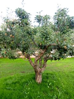 STRAPALU' - Fondi - 4