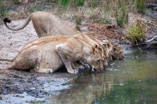 Karongwe Portfolio- Shiduli Private Game Lodge - Hoedspruit - 9