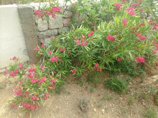 Holiday House Rose - Karlobag - 7