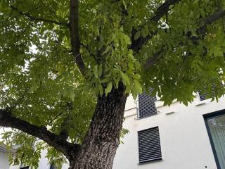 WOHNEN BAHNSTRASSE 5 - 5