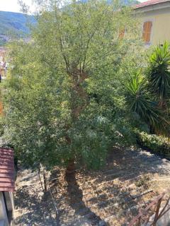 All’ombra delle sophore (011015-LT-2264) - La Spezia - 3