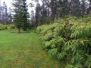 Hawaii Tropical Volcano mansion + Sauna - Hilo - 5