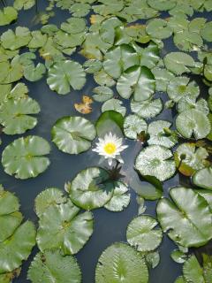 The Garden Echo - 4
