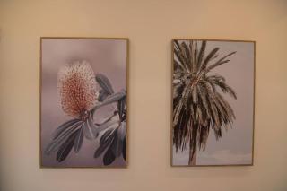 Bottlebrush Cabin, cosy private cabin in the trees - 3