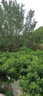 Mas de la Grave - Althen-des-Paluds - 9