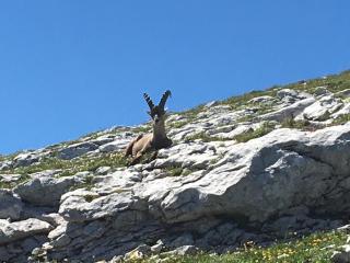 L'écrin du Vercors - Villard-de-Lans - 4