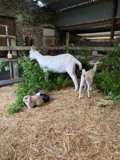 The Little Grebe - 3