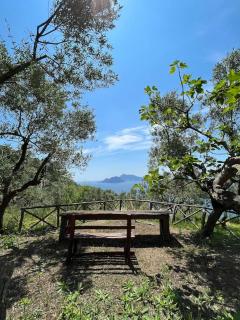 Farm seaview on Capri - Termini - 5