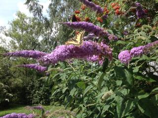 Hoeve Het Verre Einder - Heythuysen - 1
