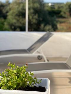Masseria della Piana - Villanova di Ostuni - 5