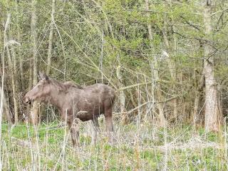 6 person holiday home in ORNÖ-By Traum - 2