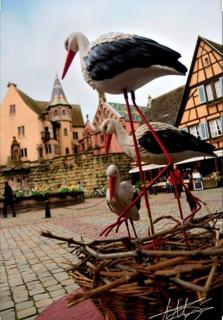 Petit Paradis - Colmar - 3