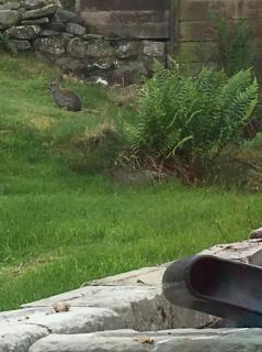 Angies Den - quirky cabin with hot tub & views - Llanasa - 2